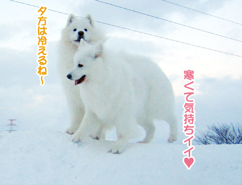 半月ぶりの獅子桃ショコラ_a0044521_22251867.jpg
