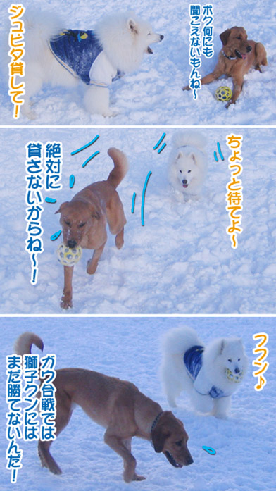 半月ぶりの獅子桃ショコラ_a0044521_22265656.jpg