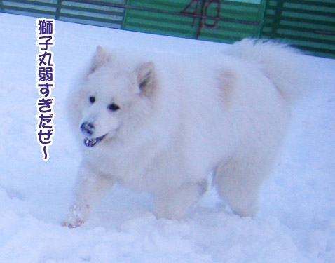半月ぶりの獅子桃ショコラ_a0044521_22293410.jpg