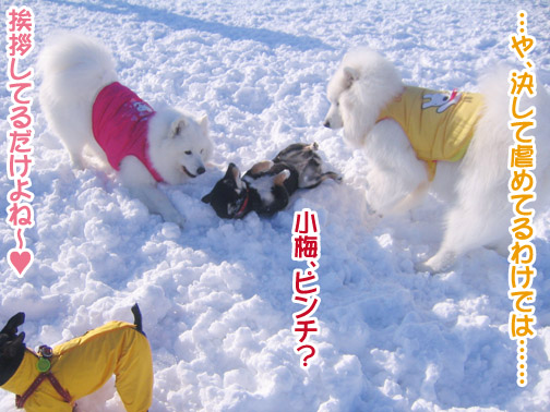 半月ぶりの獅子桃ショコラ_a0044521_22305091.jpg