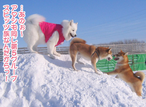 半月ぶりの獅子桃ショコラ_a0044521_22325550.jpg