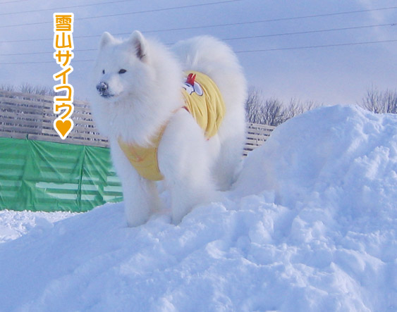 半月ぶりの獅子桃ショコラ_a0044521_22344576.jpg