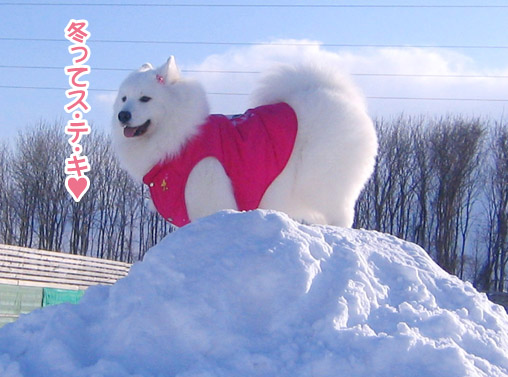 半月ぶりの獅子桃ショコラ_a0044521_22345688.jpg
