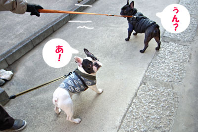 猫、猫を鍛える_a0064067_26248.jpg