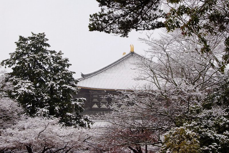 雪化粧した奈良公園_f0067667_18403471.jpg