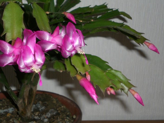 f0153475_18381327.jpg