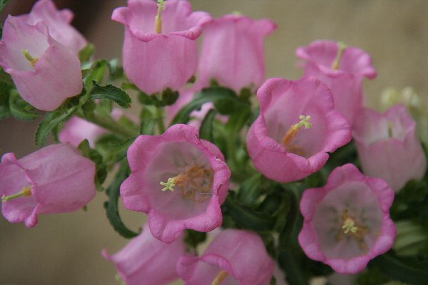 早春の花は鉢植で見る　８年２月５日_c0008978_141432100.jpg