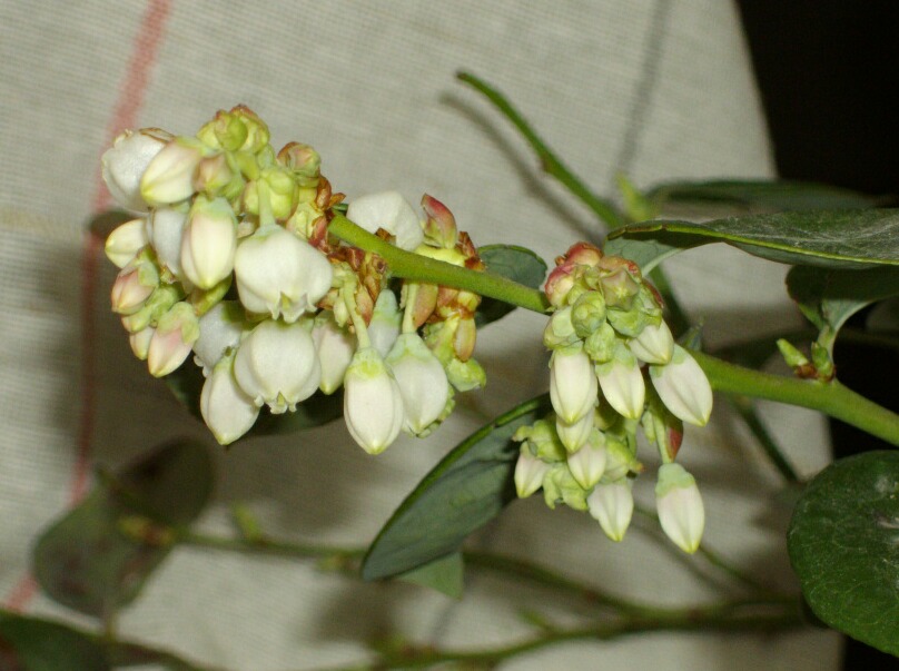 f0018078_15562096.jpg