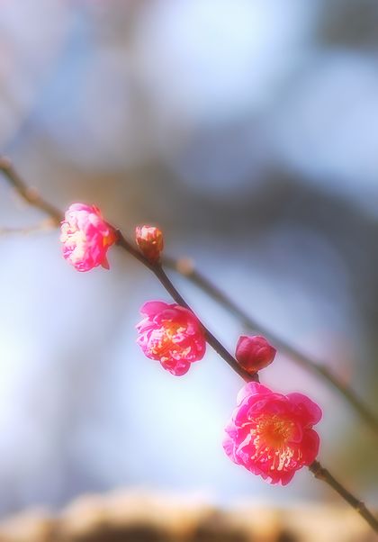 木の芽月_c0066392_141580.jpg