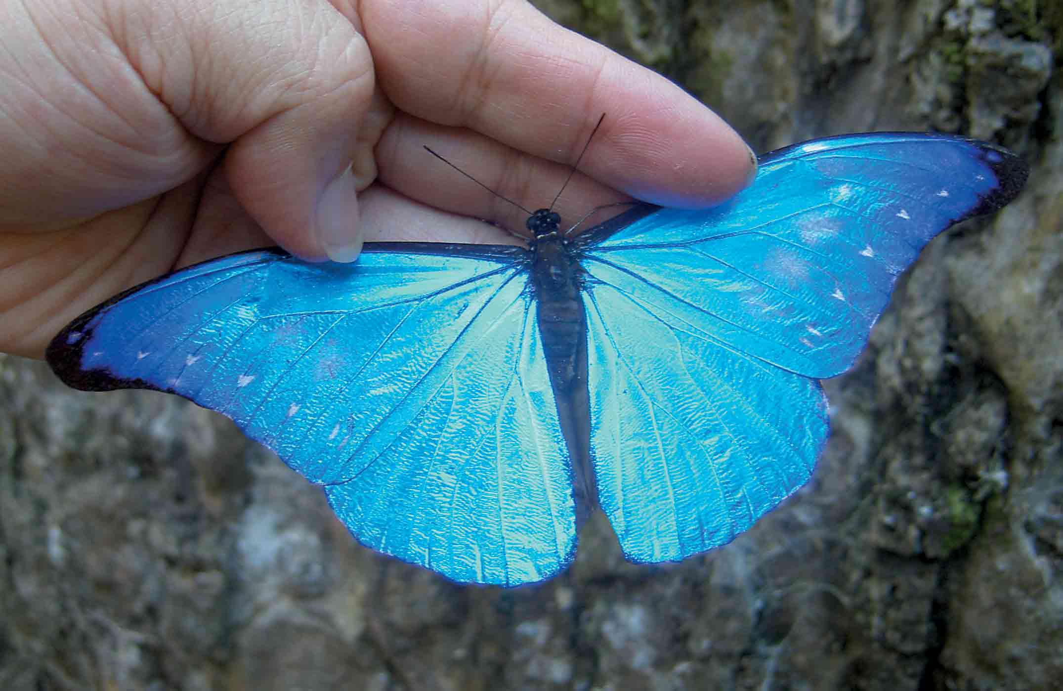 Morpho Cacica 美麗種カキカモルフォ 日本の蝶と世界の蝶のブログ