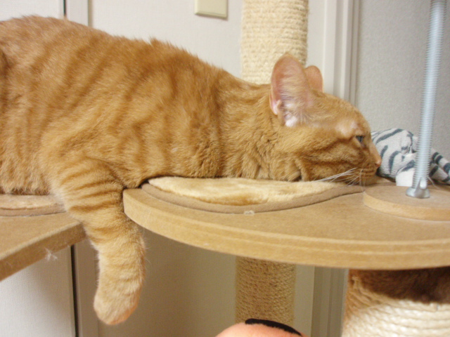 つ 疲れました 猫になりたい つ 疲れました 猫になりたい