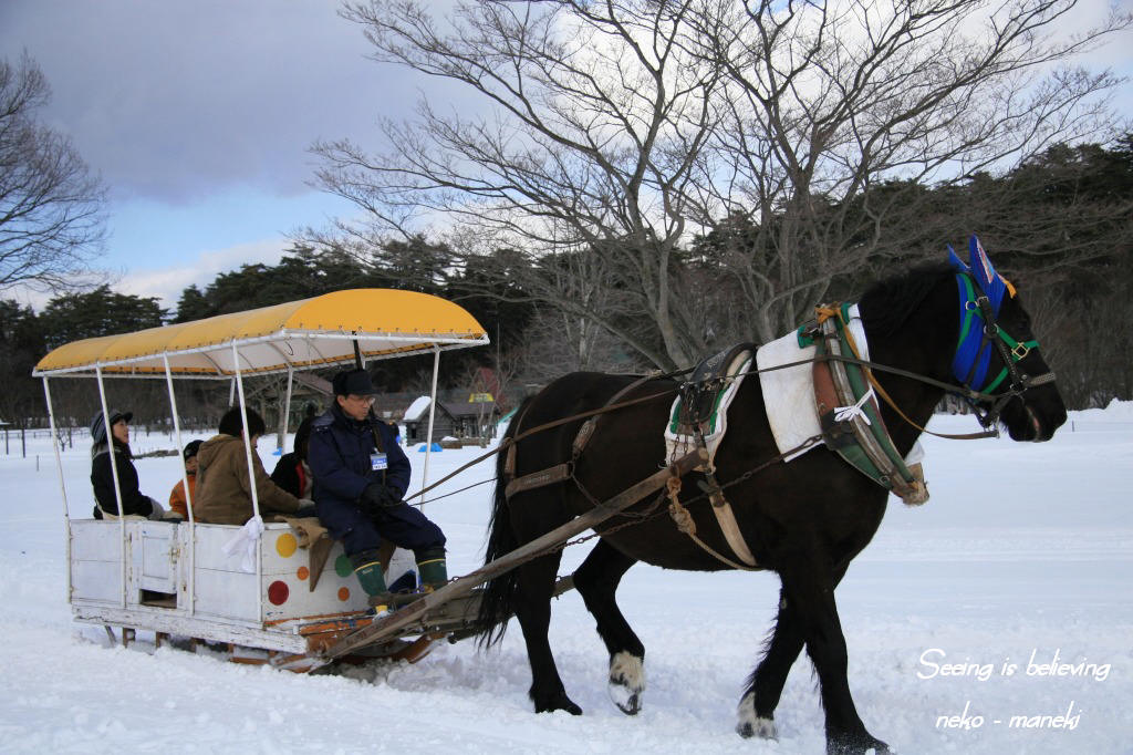 第４１回　岩手雪まつり_c0145362_857246.jpg