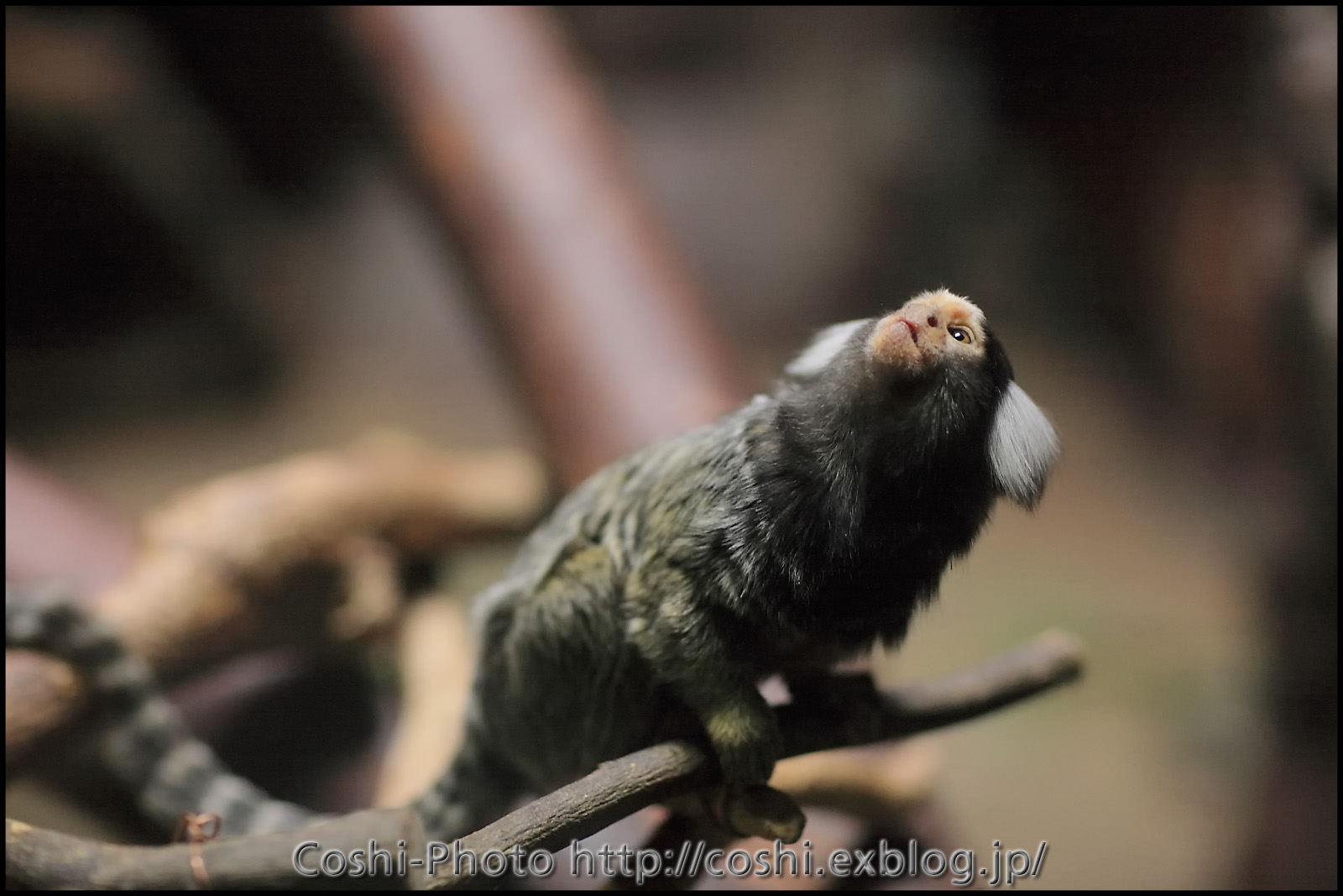 上野動物園西園・小獣館にて・・・コモンマーモセット_a0110096_1544681.jpg