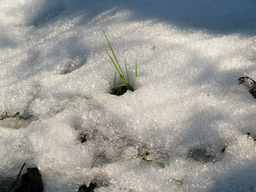 続・2月5日　残雪の中　朝のお散歩_c0011204_17303436.jpg