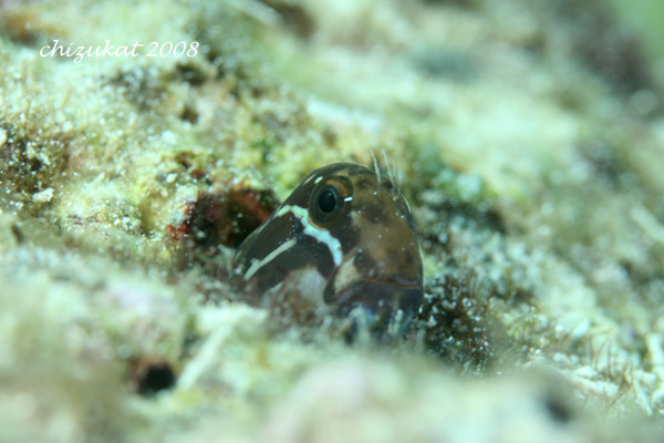 e0101911_183466.jpg