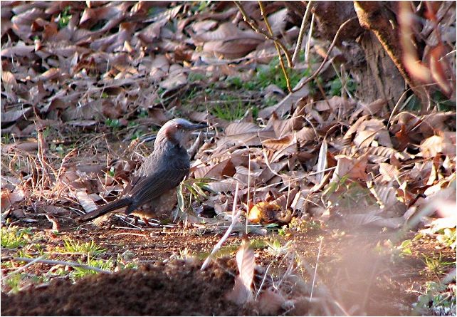 身近な鳥たち_e0052135_19822.jpg