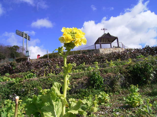 春先の総合運動公園_b0036638_1619519.jpg