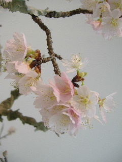 f0082141_2003634.jpg