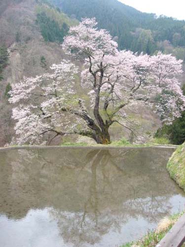 駒つなぎの桜_d0149663_1701038.jpg