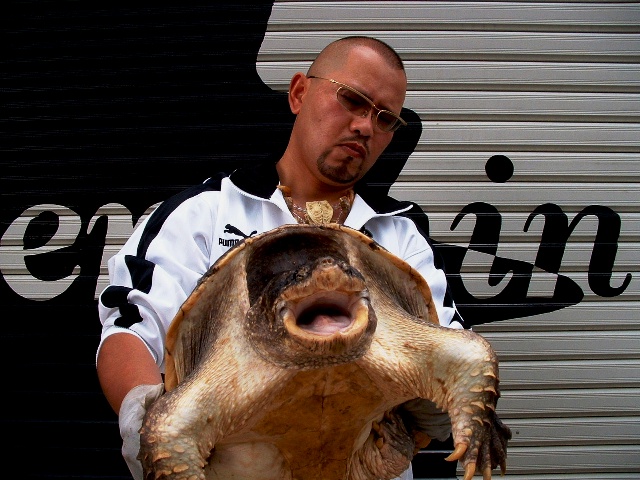 カミツキガメの寿命 ワニガメ生態研究所