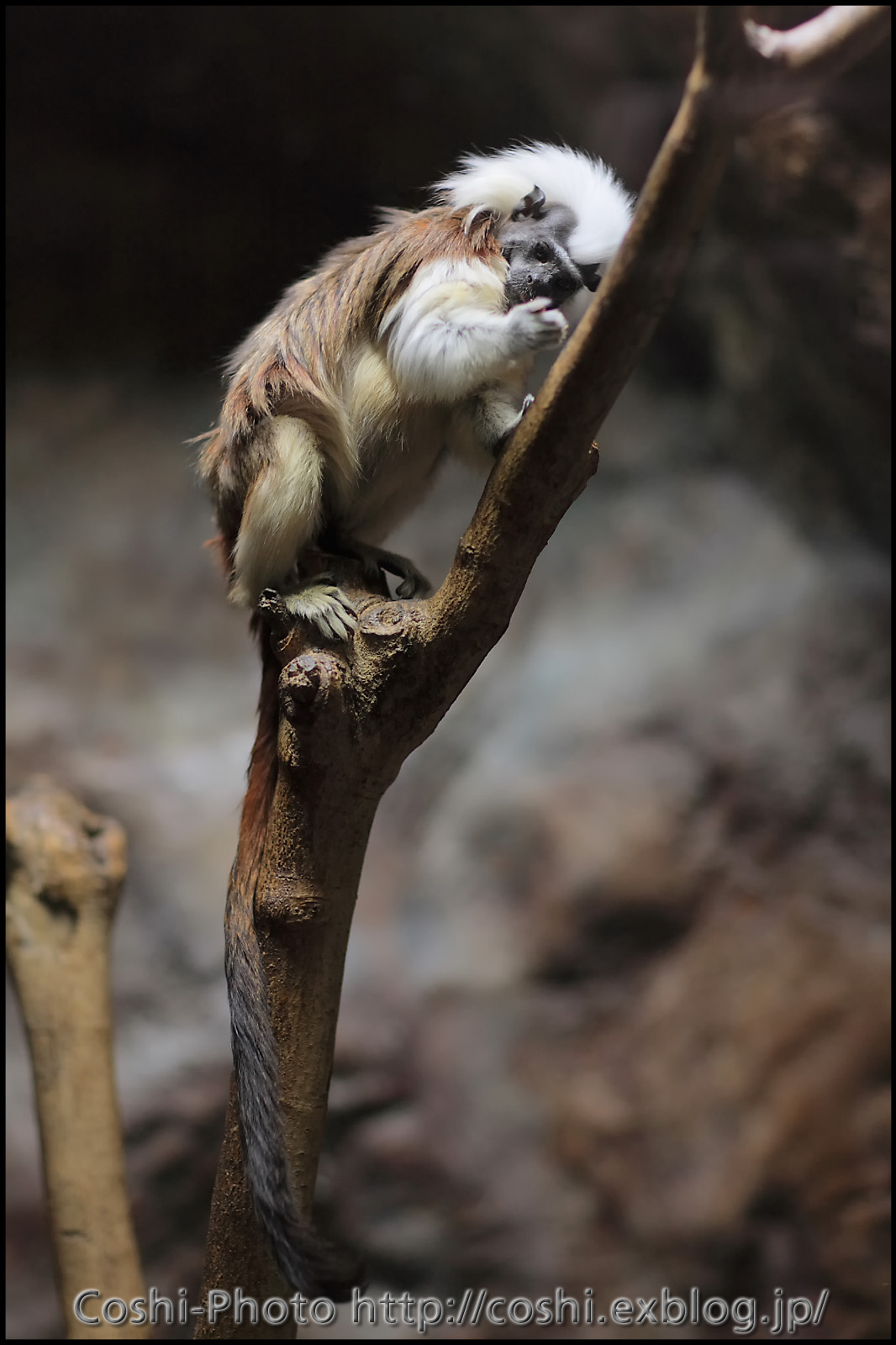 上野動物園西園 小獣館にて ワタボウシタマリン Coshiのお気楽日常写真