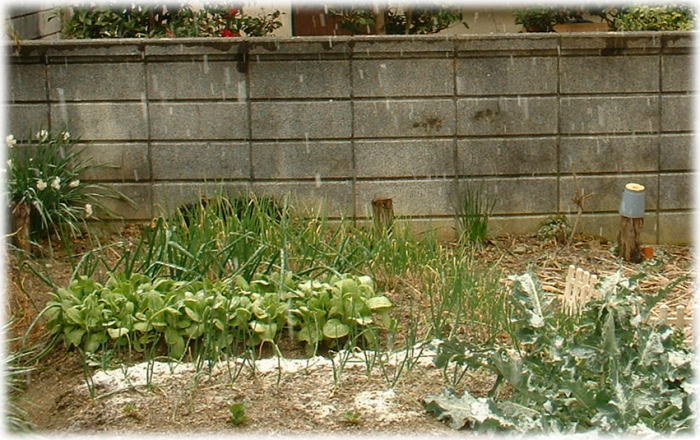 e0014000_10511443.jpg