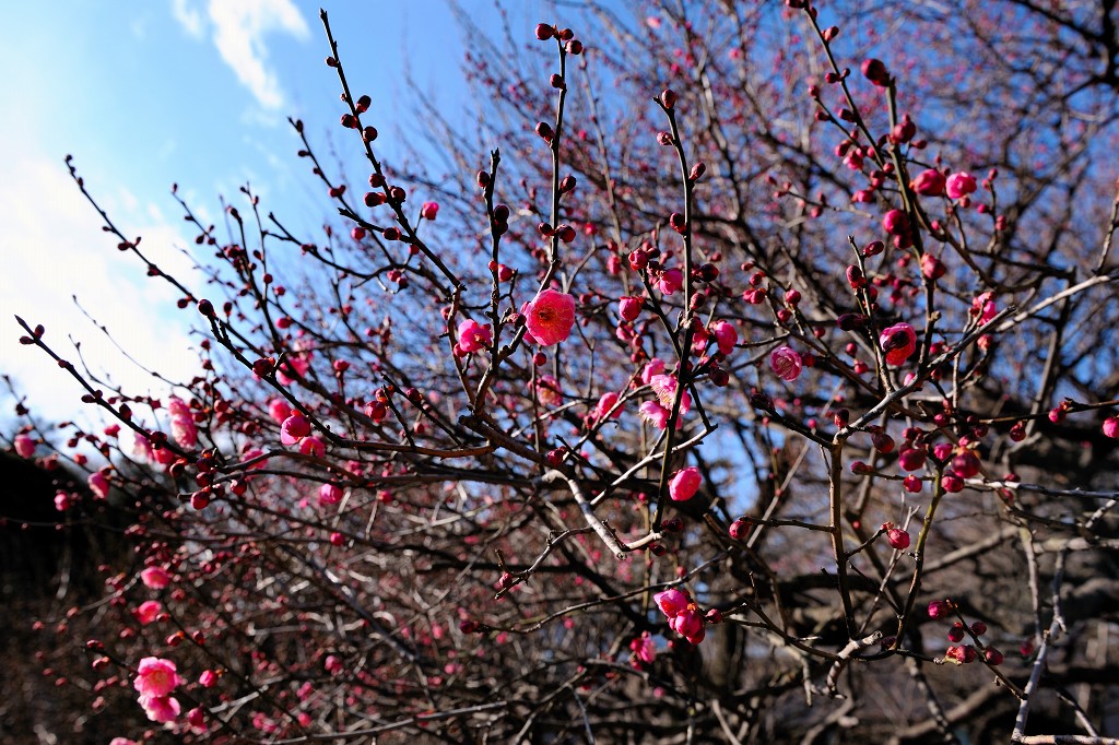 D3で撮る 桜の季節_c0157702_0315532.jpg