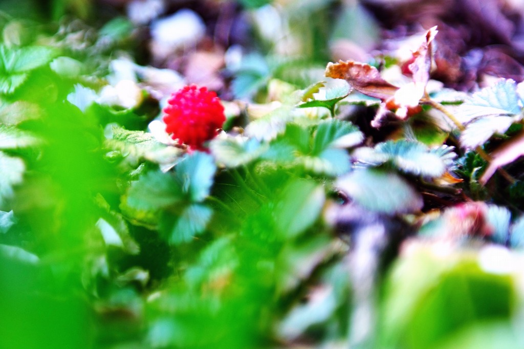 c0157702_033536.jpg