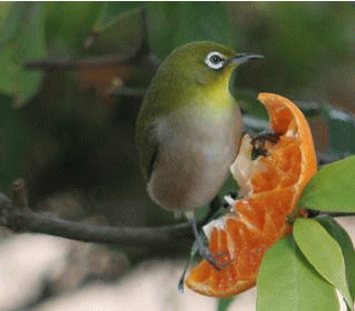c0131907_13455492.gif