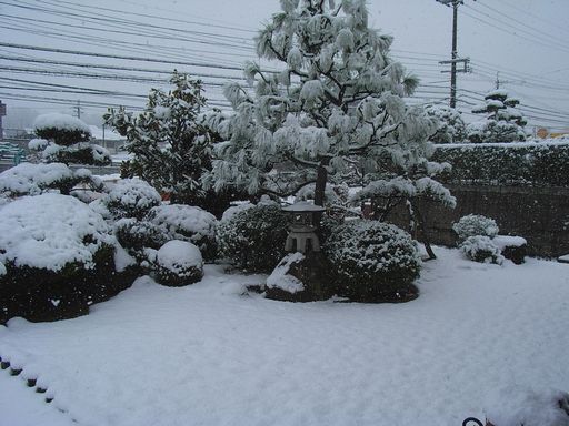 2月9日(雪)タイトル:ウラギンシジミ続報_f0105542_14189.jpg