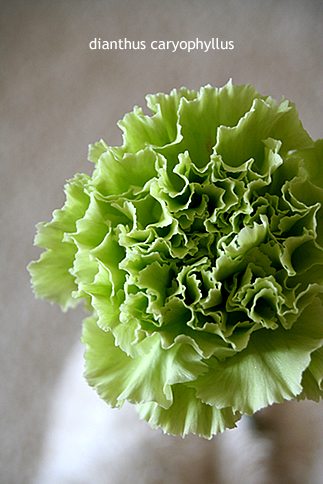 カーネーション_d0124248_16363512.jpg