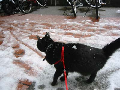 積雪と猫_c0023353_1361100.jpg
