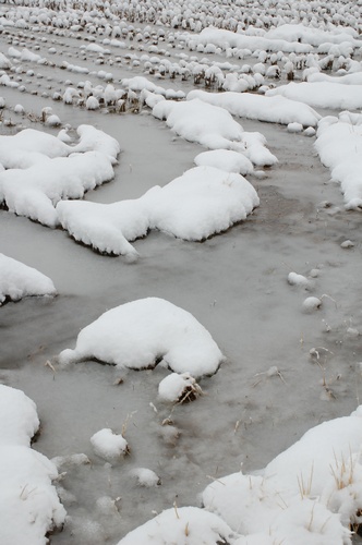 朝から雪_c0126161_239362.jpg