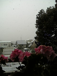 雪～やコンコン♪_d0084767_1123491.jpg
