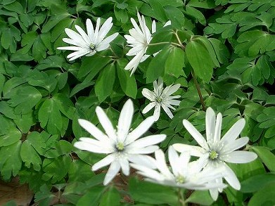 アズマイチゲ(東一華)_c0085874_14592155.jpg