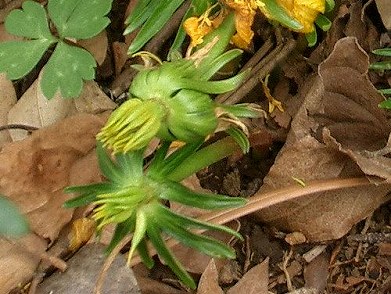 キバナセツブンソウ(黄花節分草)_c0085874_16183330.jpg