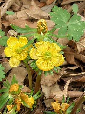 キバナセツブンソウ 黄花節分草 植物の生態散歩