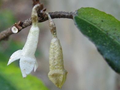 ナワシログミ(苗代茱萸)_c0085874_17135781.jpg