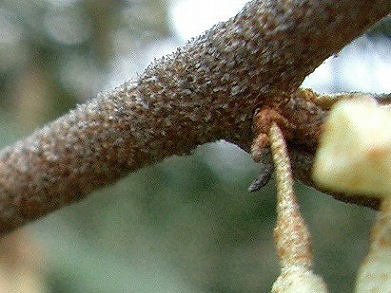 ナワシログミ(苗代茱萸)_c0085874_17164921.jpg