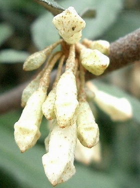 ナワシログミ(苗代茱萸)_c0085874_1793571.jpg