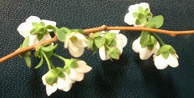 ユキヤナギ(雪柳)_c0085874_21235768.jpg