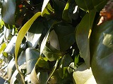 d0019074_8325448.jpg
