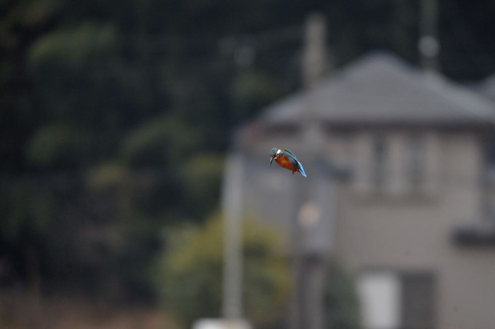 ダブルホバ/大河端の花火大会_b0024798_1750328.jpg