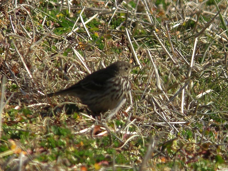 タヒバリ&????_b0024798_6202994.jpg