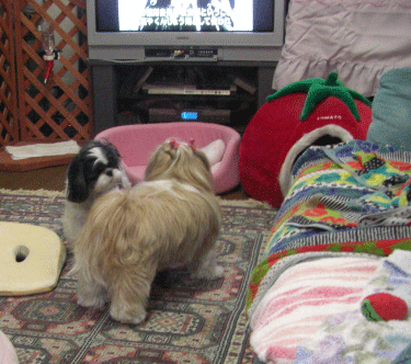 e0050801_1001945.gif