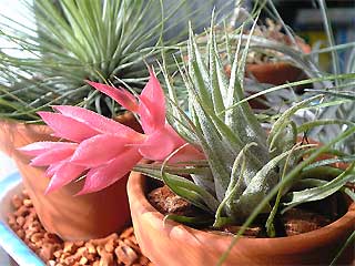 チランジア ヘウベルゲリ 開花 カウツキーも Tamamiの樹