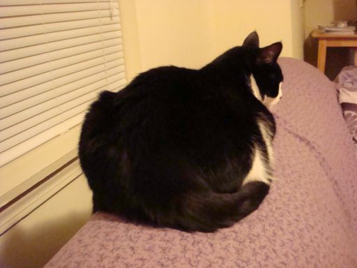 見上げる猫_e0101819_3371847.jpg