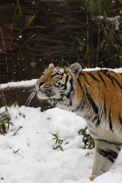 シズカさん！雪ですよ。_d0139361_012176.jpg