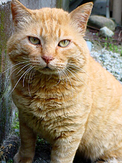 c0069766_1424621.jpg