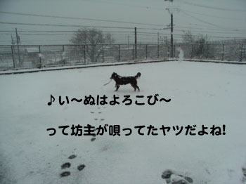 初雪♪_e0124868_21551467.jpg